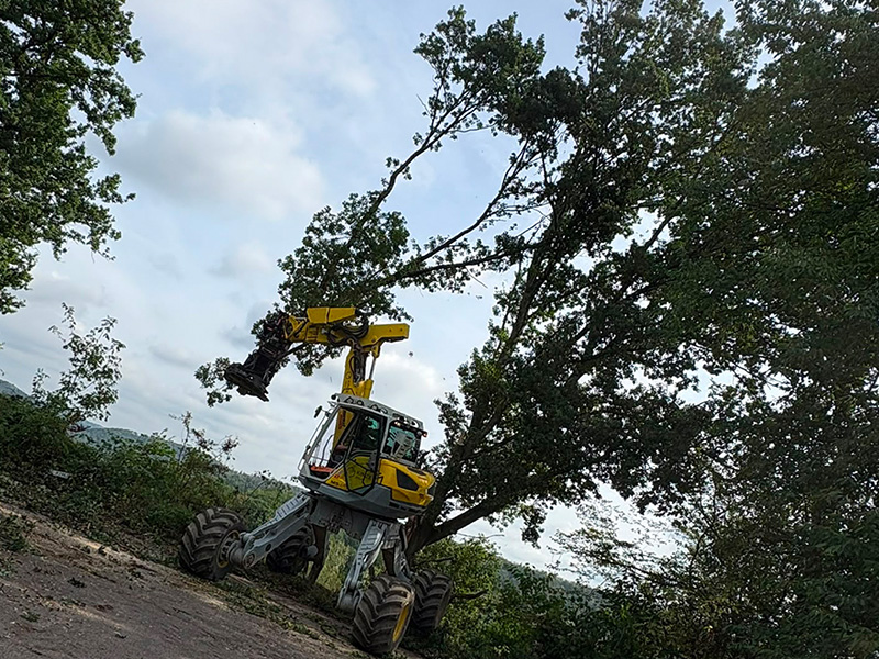Baumfällung mit dem Menzi Muck